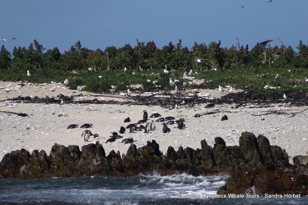 penguins, whale watching, gansbaai, south africa,