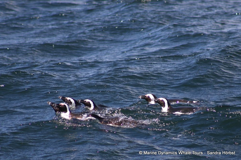 penguins, whale watching, gansbaai, south africa,