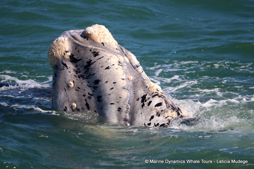 Marine Big 5 Daily Blog 28 September