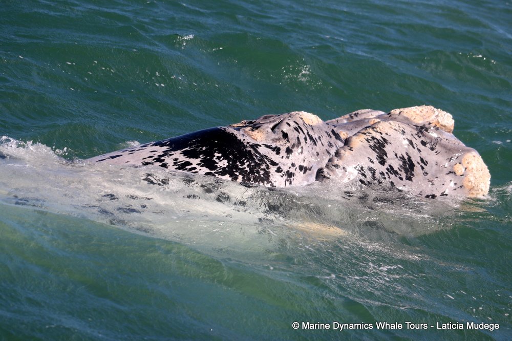 Southern right whale, whale watching, gansbaai, south africa,