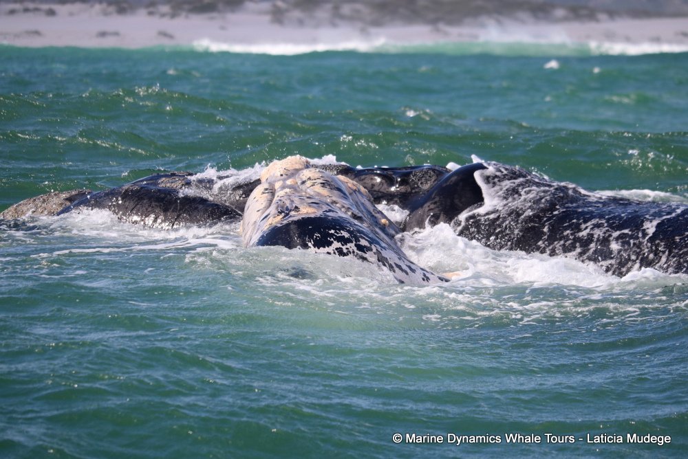 Southern right whale, whale watching, gansbaai, south africa,