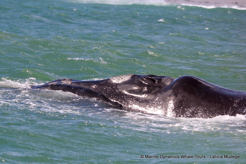 Southern right whale, whale watching, gansbaai, south africa,