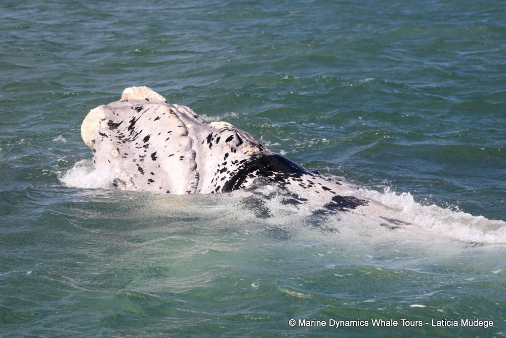 Southern right whale, whale watching, gansbaai, south africa,