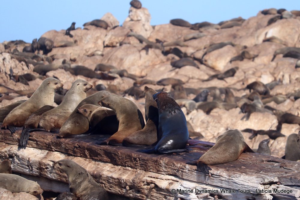 cape fur seal, whale watching, gansbaai, south africa