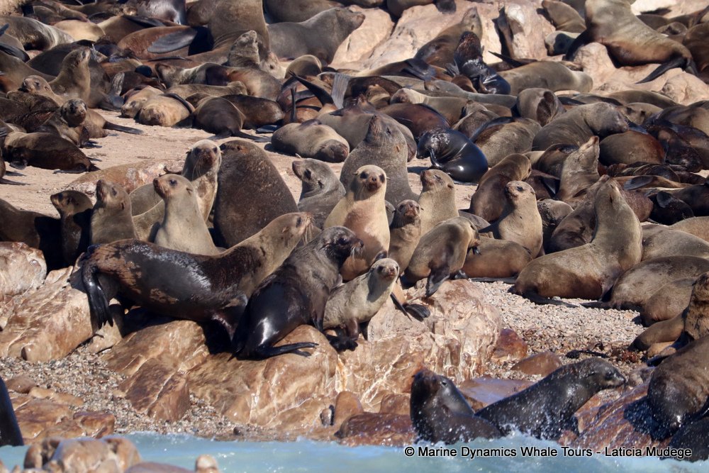 cape fur seal, whale watching, gansbaai, south africa