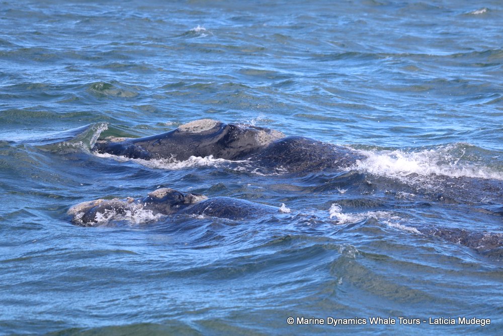 Southern right whale, whale watching, gansbaai, south africa,