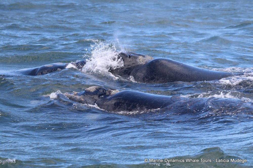 Southern right whale, whale watching, gansbaai, south africa,