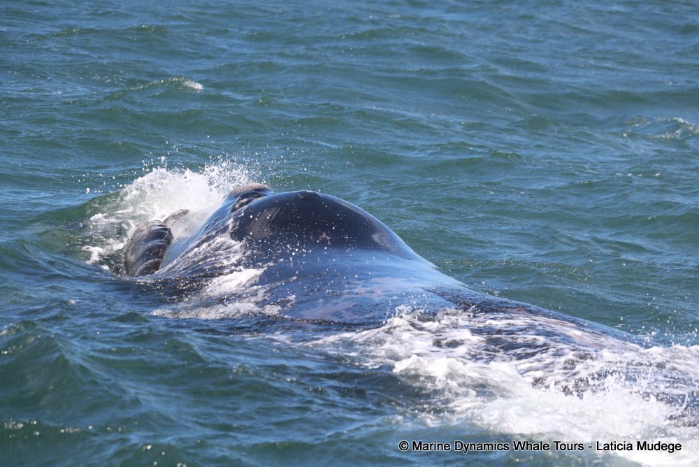 Southern right whale, whale watching, gansbaai, south africa,