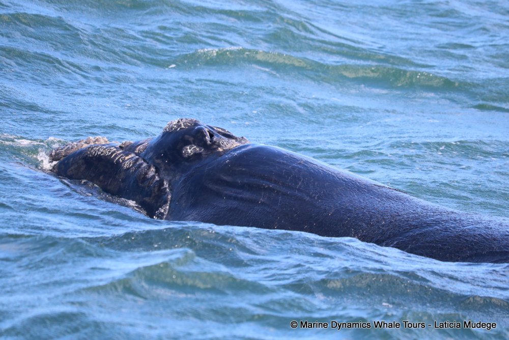 Southern right whale, whale watching, gansbaai, south africa,