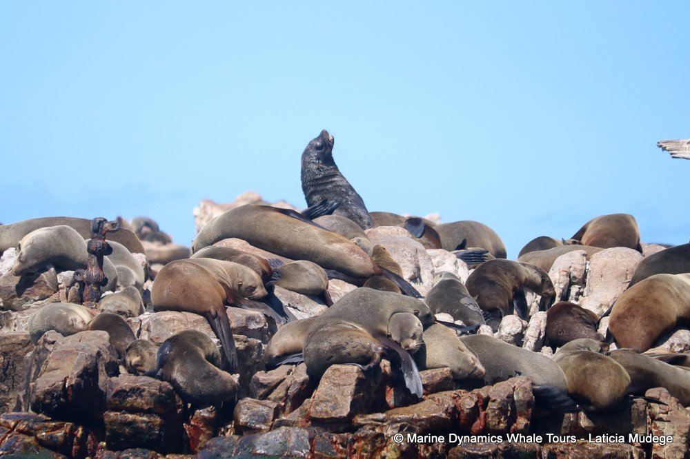 cape fur seal, whale watching, gansbaai, south africa