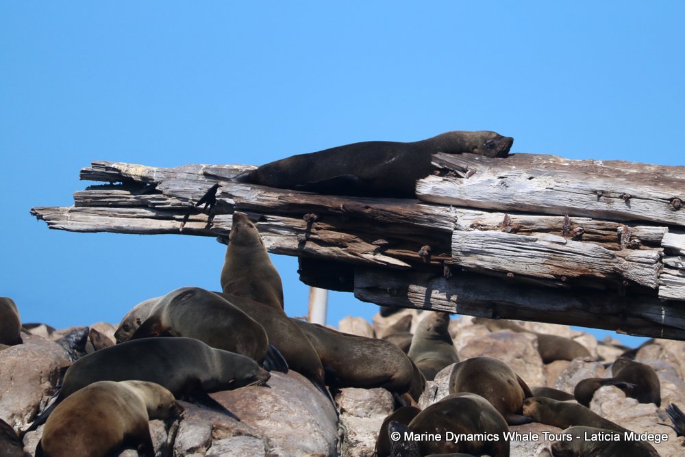 cape fur seal, whale watching, gansbaai, south africa