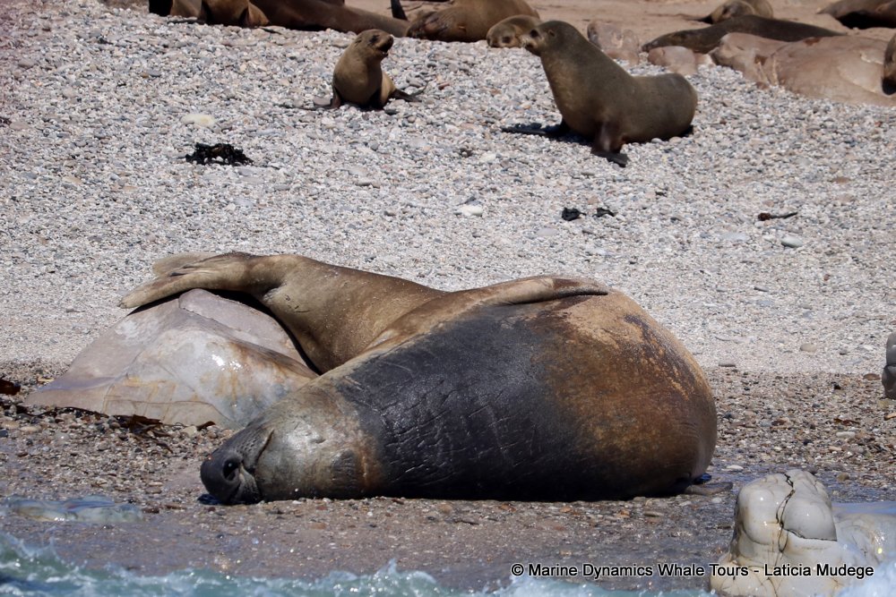 cape fur seal, whale watching, gansbaai, south africa