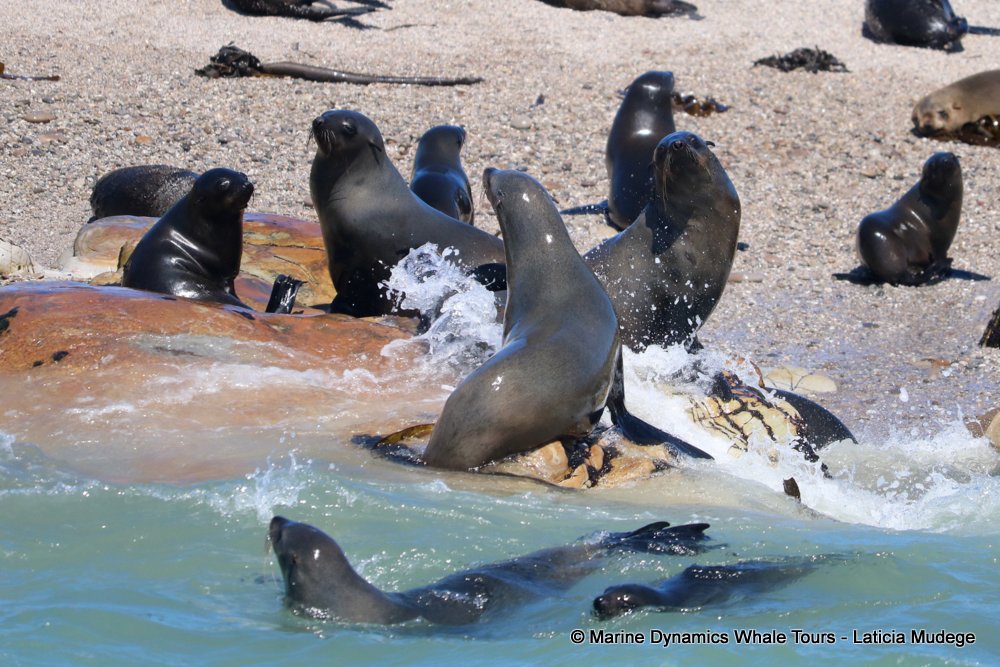cape fur seal, whale watching, gansbaai, south africa