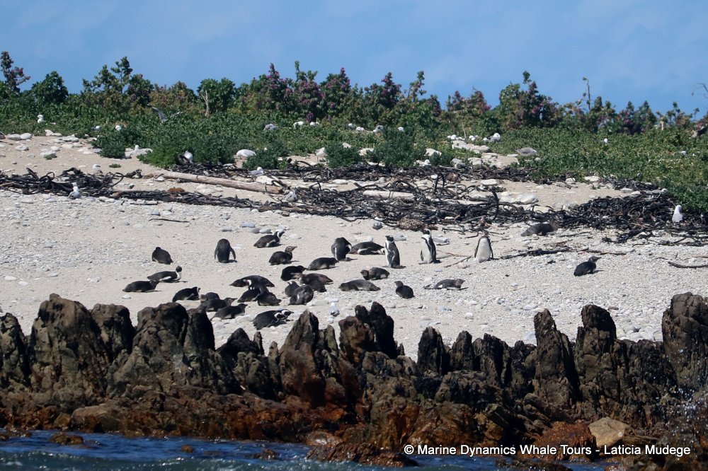 african penguin, whale watching, gansbaai, south africa
