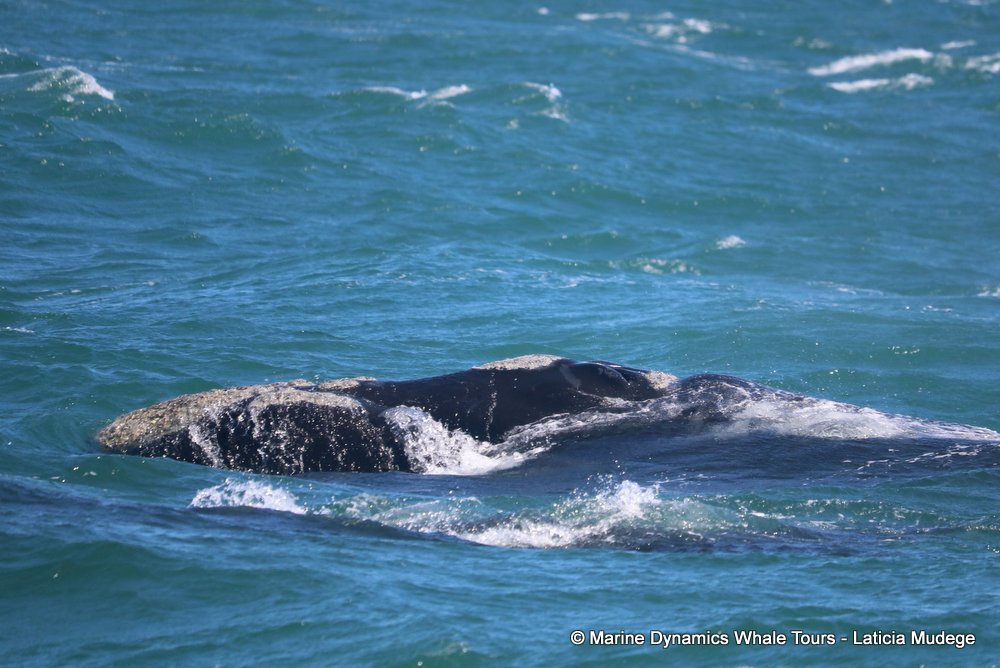 Southern right whale, whale watching, gansbaai, south africa,