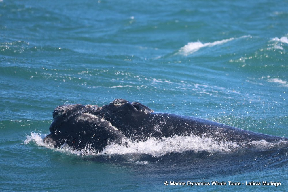 Southern right whale, whale watching, gansbaai, south africa,