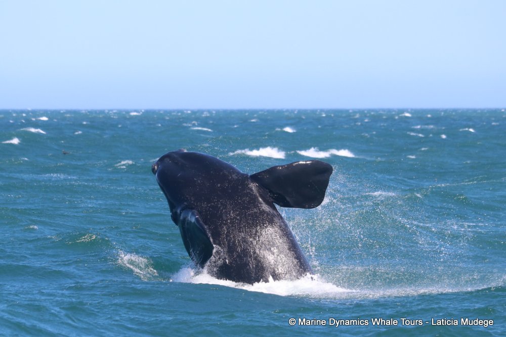 Southern right whale, whale watching, gansbaai, south africa,