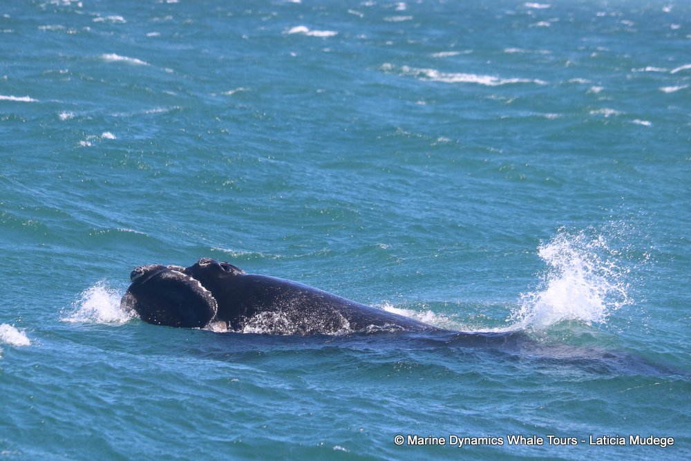 Southern right whale, whale watching, gansbaai, south africa,