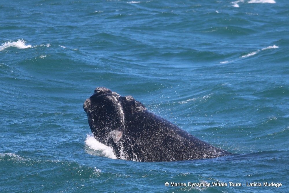 Southern right whale, whale watching, gansbaai, south africa,