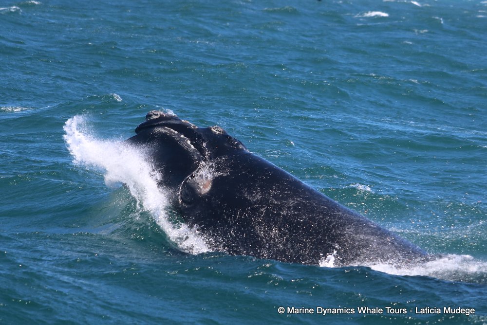 Southern right whale, whale watching, gansbaai, south africa,