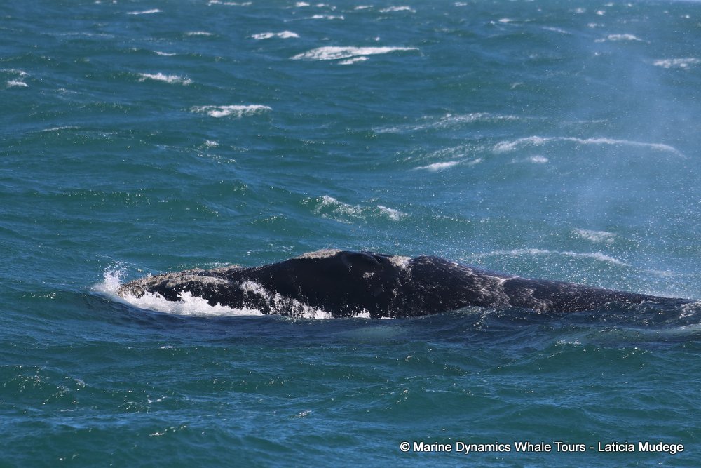 Southern right whale, whale watching, gansbaai, south africa,