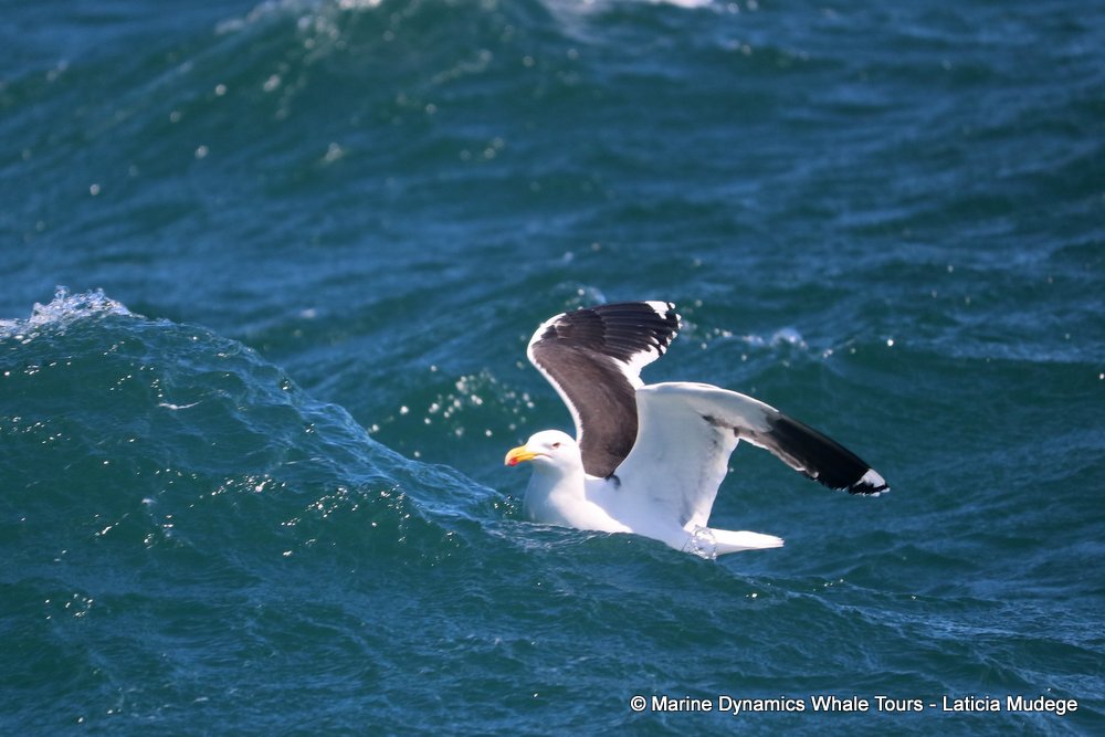 gull, whale watching, gansbaai, south africa,