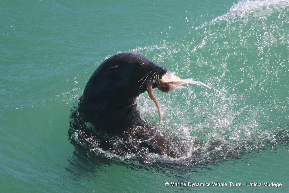 cape fur seal, whale watching, gansbaai, south africa