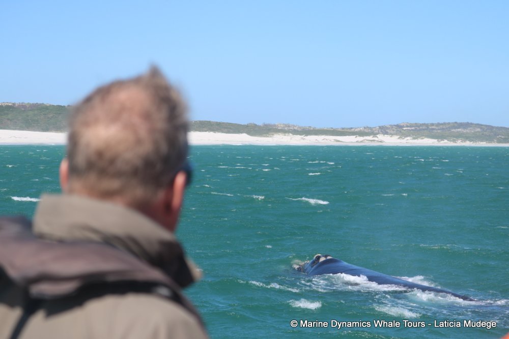 Southern right whale, whale watching, gansbaai, south africa,