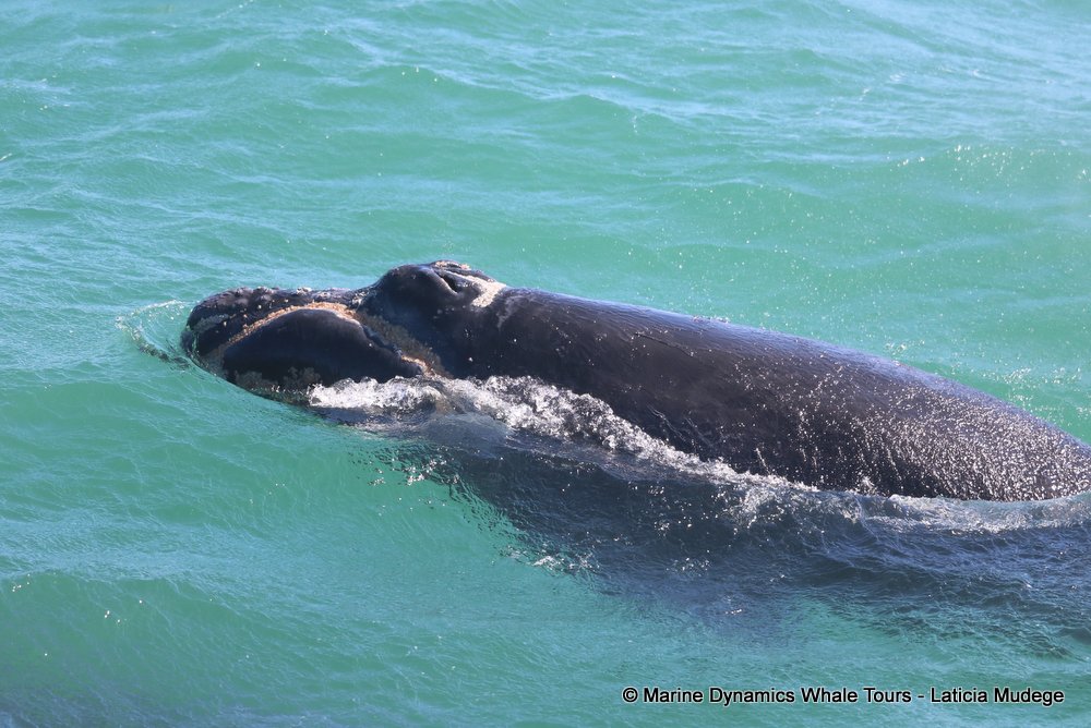 Southern right whale, whale watching, gansbaai, south africa,