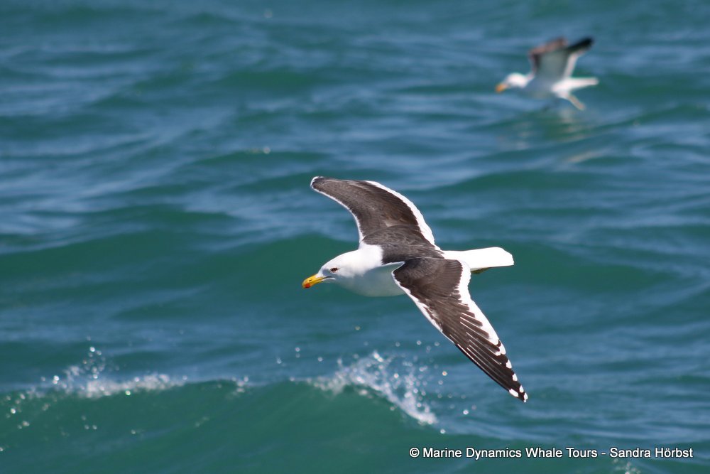 gull, whale watching, gansbaai, south africa,