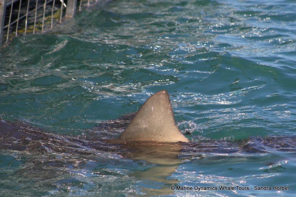 bronze whaler shark, whale watching, gansbaai, south africa,