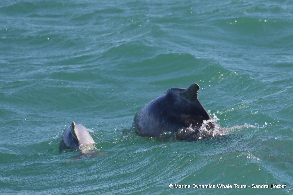 dolphin, whale watching, gansbaai, south africa,