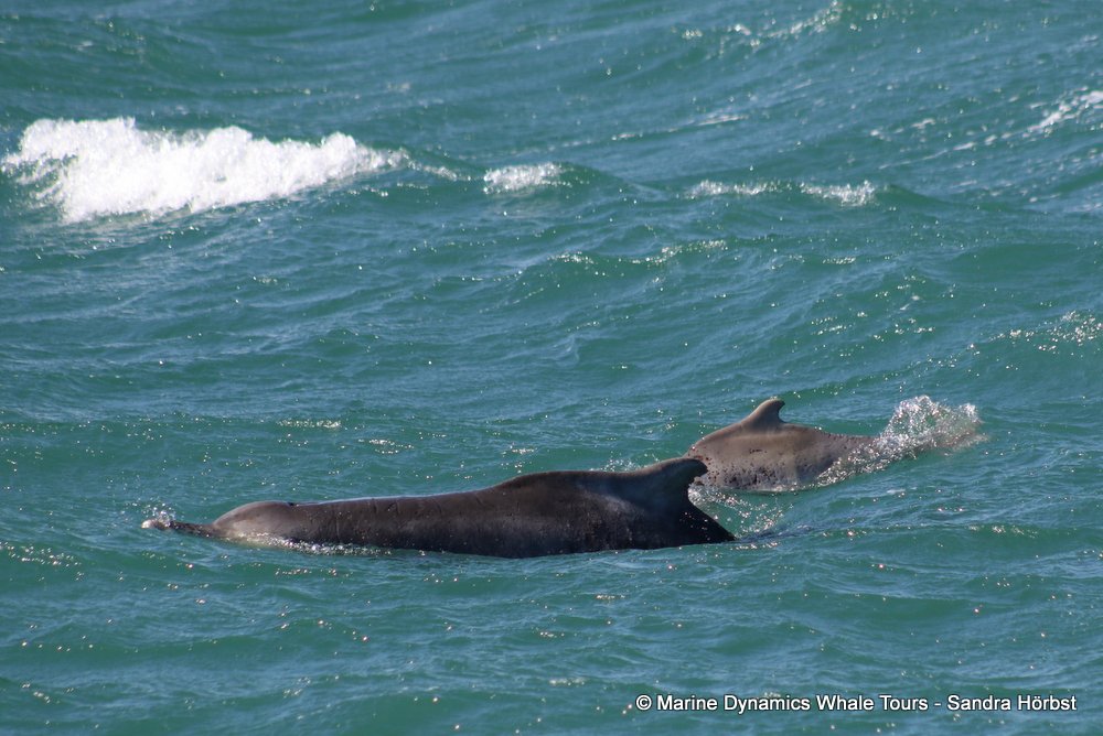 dolphin, whale watching, gansbaai, south africa,