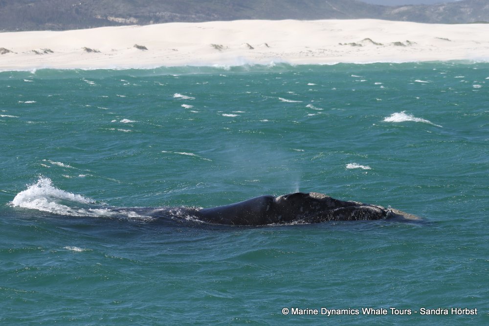 Southern right whale, whale watching, gansbaai, south africa,