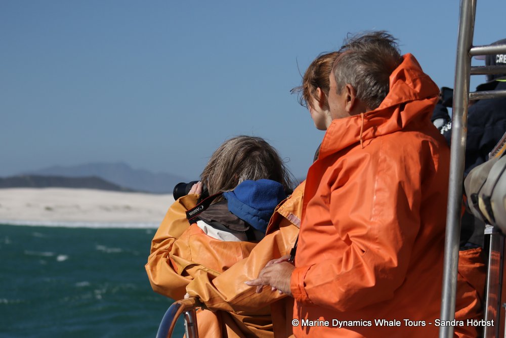 people, whale watching, gansbaai, south africa