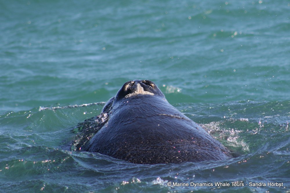 Southern right whale, whale watching, gansbaai, south africa,