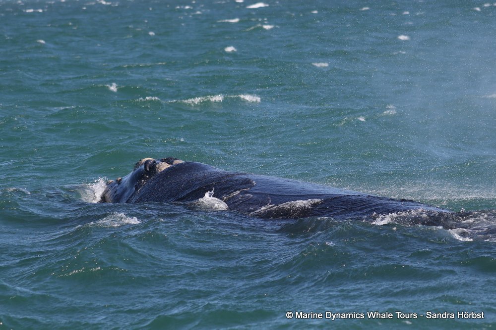 Southern right whale, whale watching, gansbaai, south africa,
