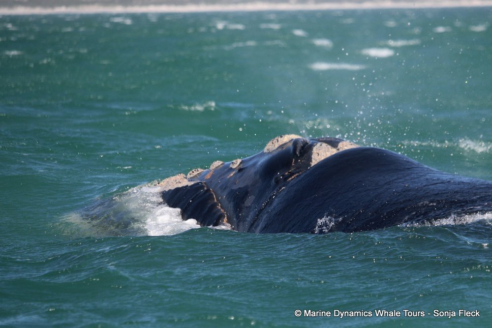 Southern right whale, whale watching, gansbaai, south africa,