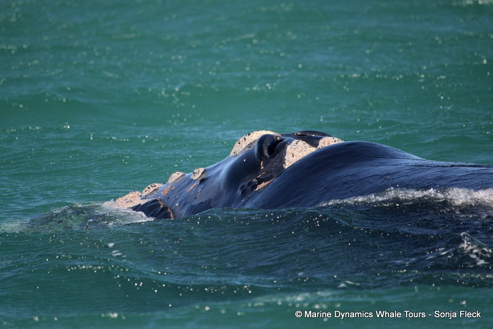 Southern right whale, whale watching, gansbaai, south africa,