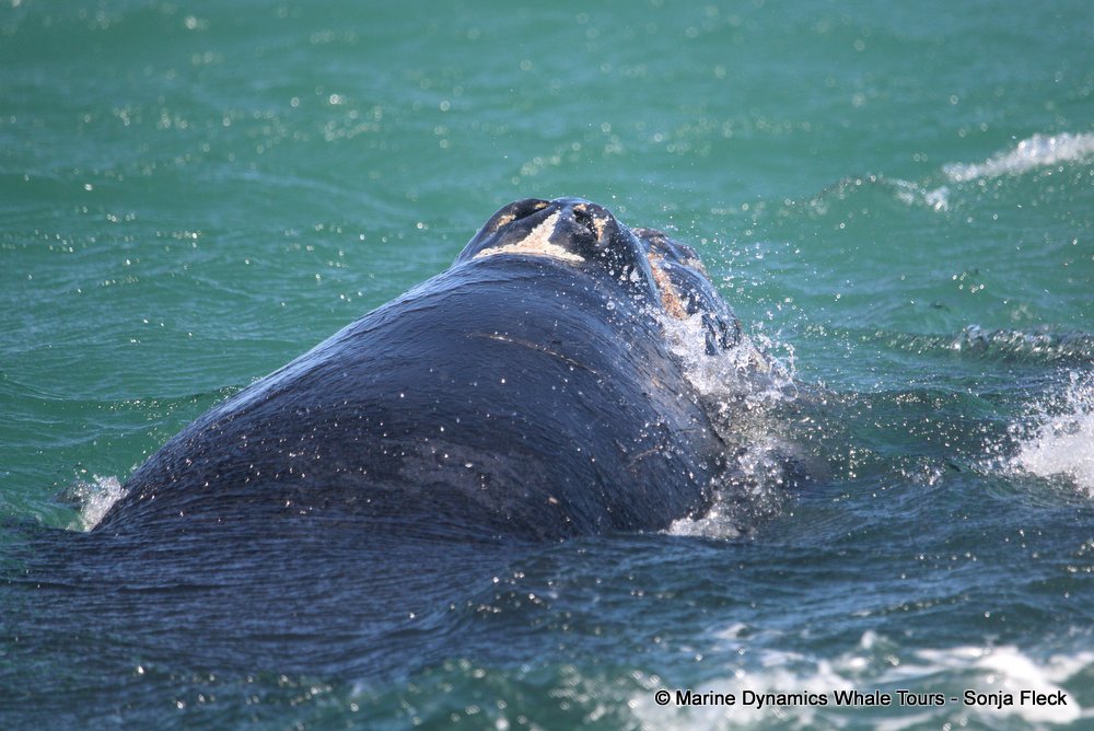 Southern right whale, whale watching, gansbaai, south africa,