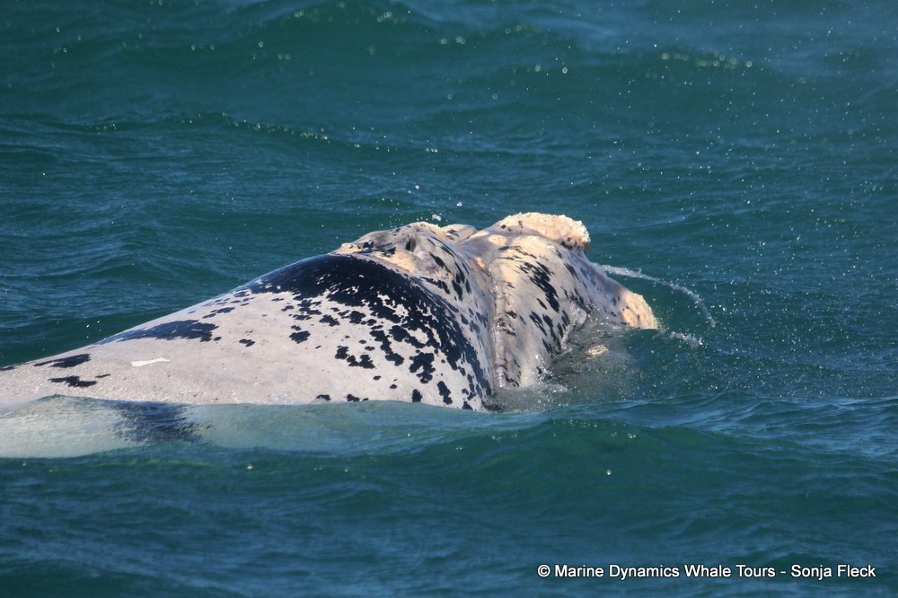 Southern right whale, whale watching, gansbaai, south africa,