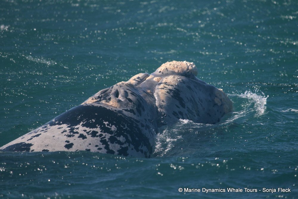 Southern right whale, whale watching, gansbaai, south africa,