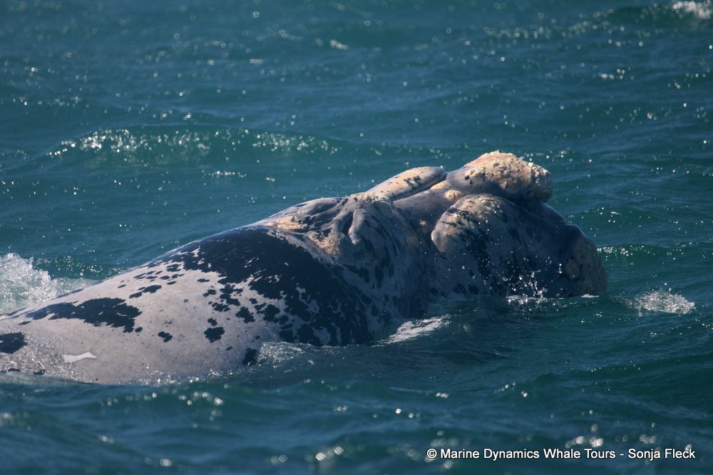 Southern right whale, whale watching, gansbaai, south africa,