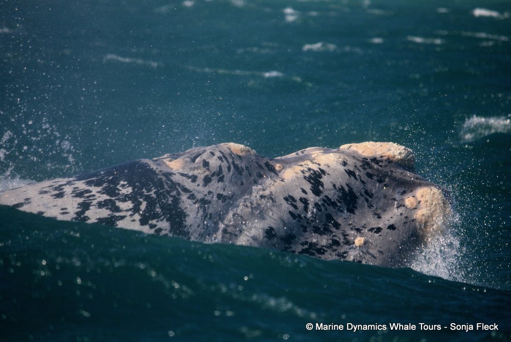 Southern right whale, whale watching, gansbaai, south africa,