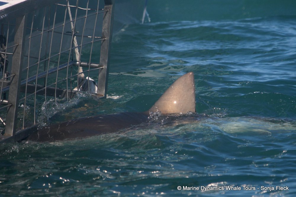 bronze whaler shark, whale watching, gansbaai, south africa,