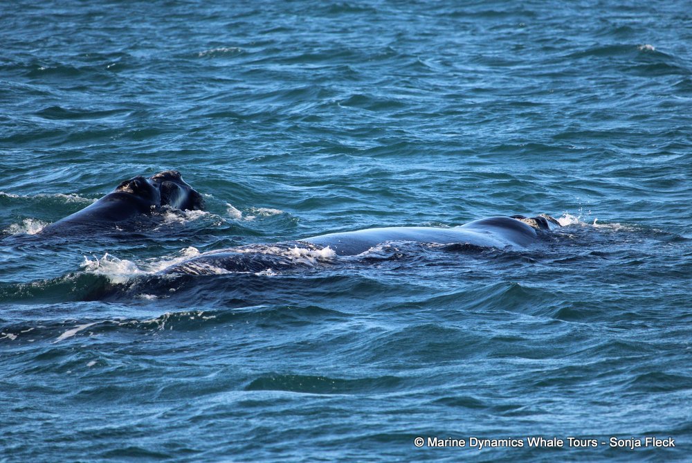 Southern right whale, whale watching, gansbaai, south africa,