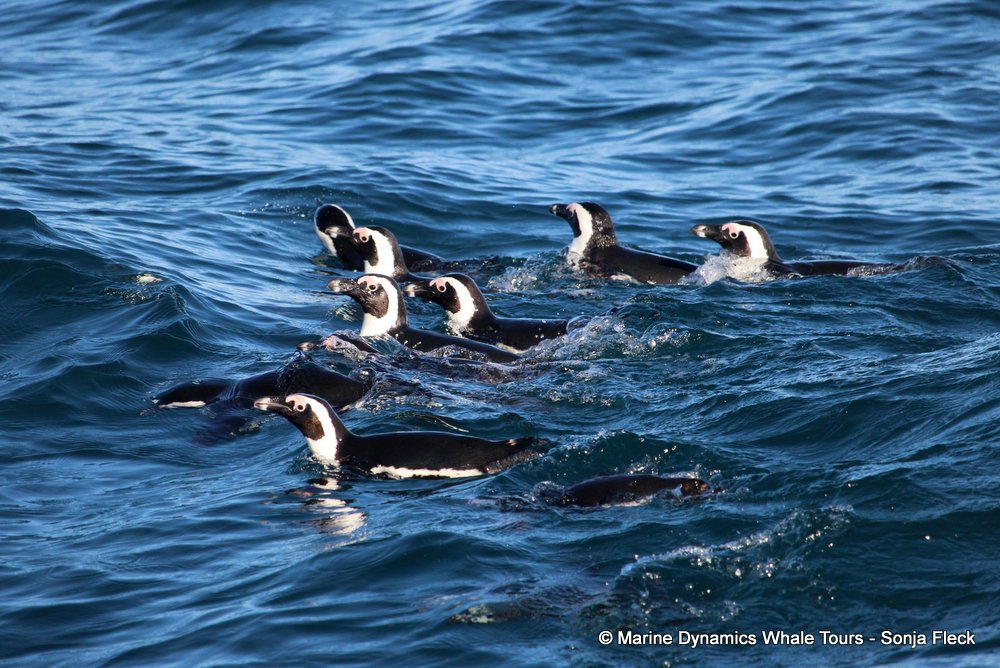 african penguin, whale watching, gansbaai, south africa