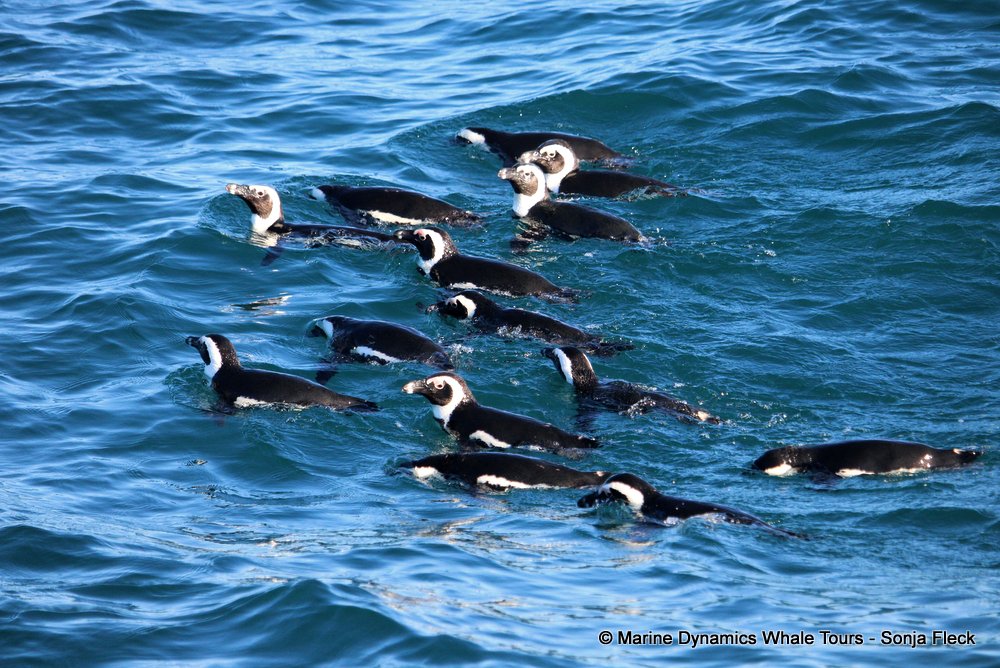african penguin, whale watching, gansbaai, south africa