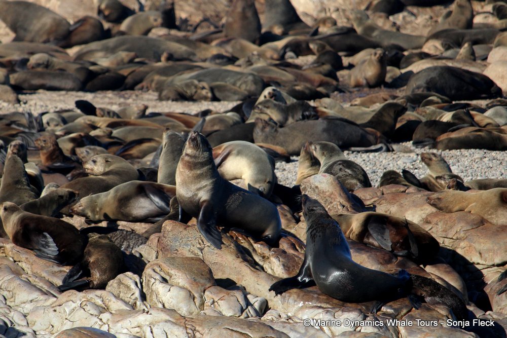 cape fur seal, whale watching, gansbaai, south africa