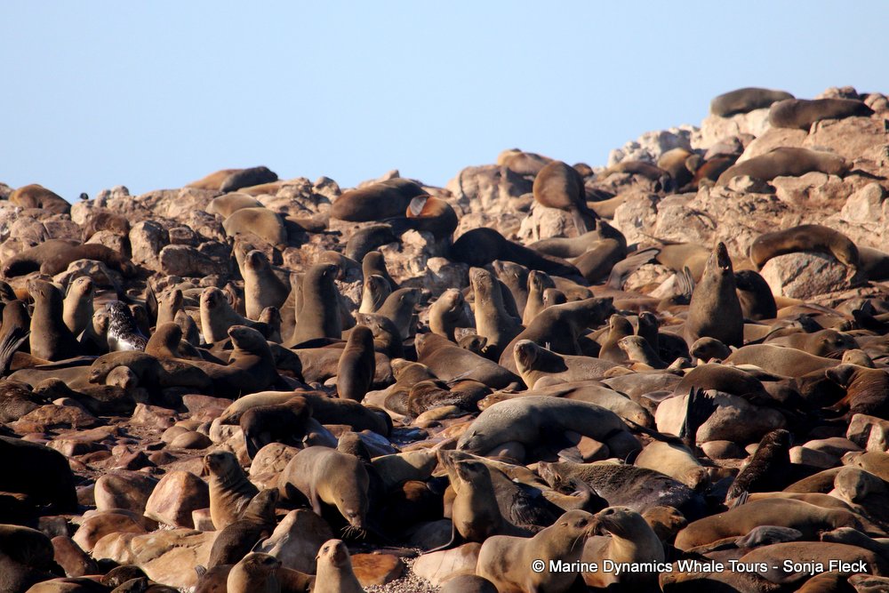 cape fur seal, whale watching, gansbaai, south africa